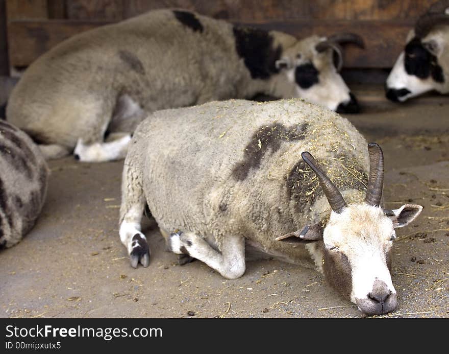 Aoudad sheep laying down on ground sleeping