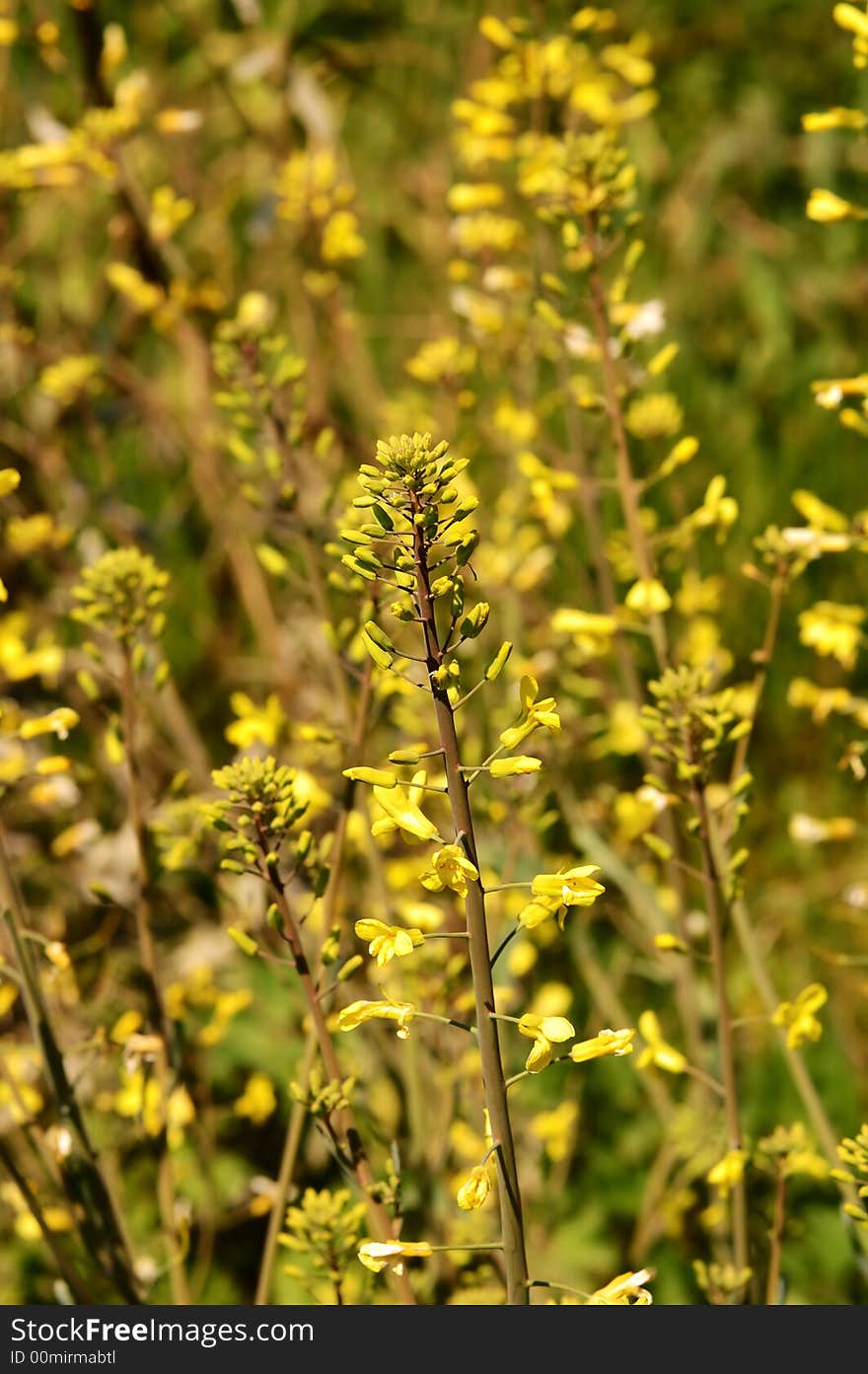 Vivid beauty shot from wild yellow flowers. Vivid beauty shot from wild yellow flowers