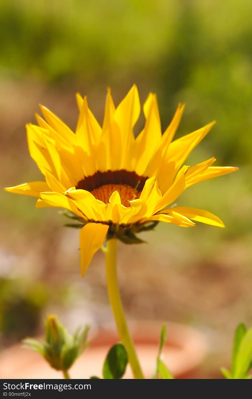 Vivid Gerbera Flower