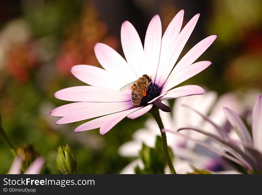 Spring concept with a beautiful shot from a bee in  flower