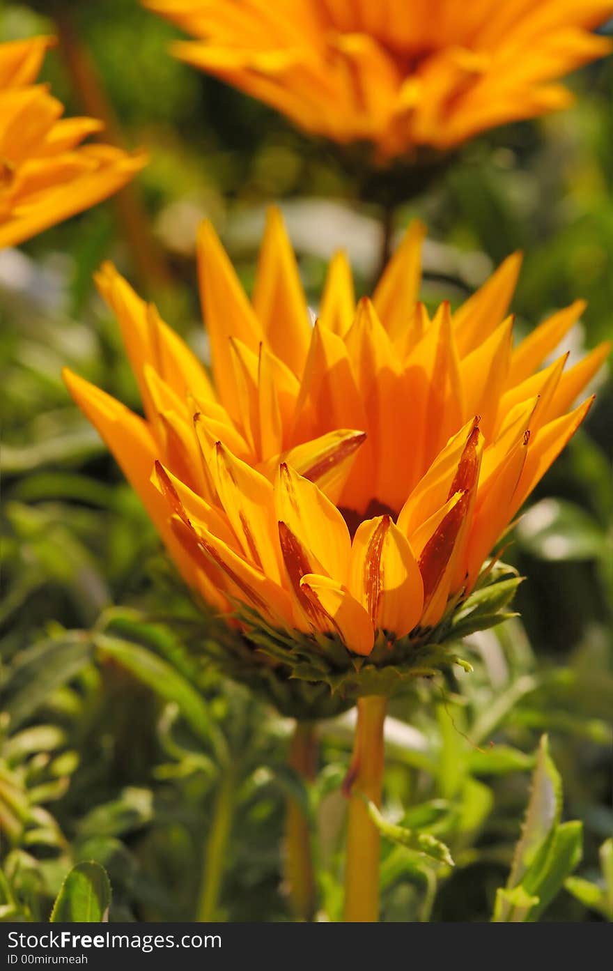 Vivid Gerbera Flower