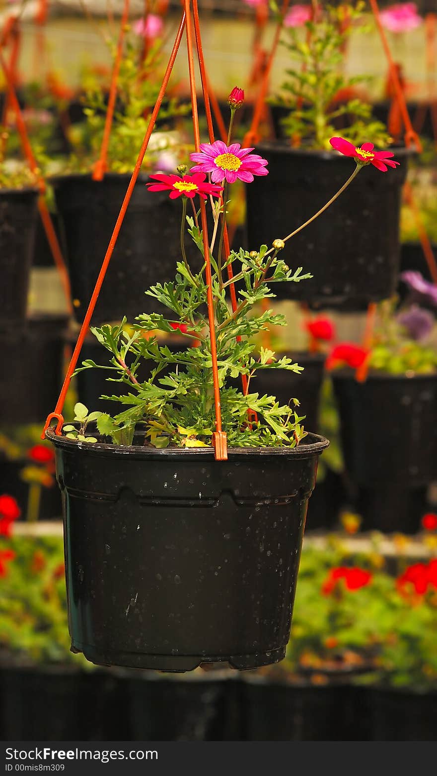 Spring flowers  in a flower shop