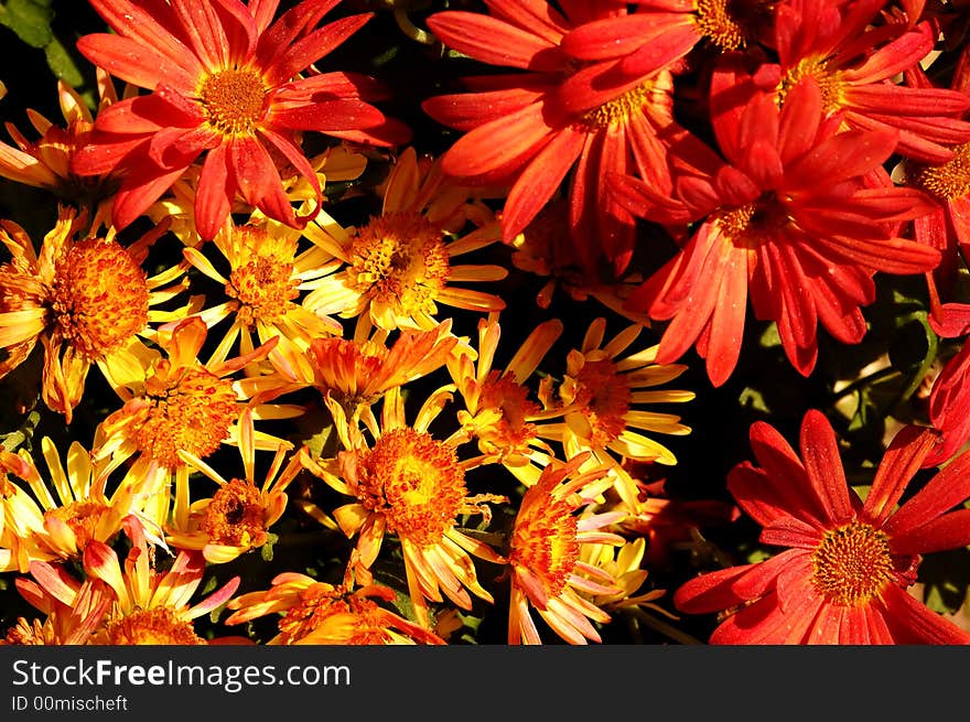 Spring flowers  in a flower shop