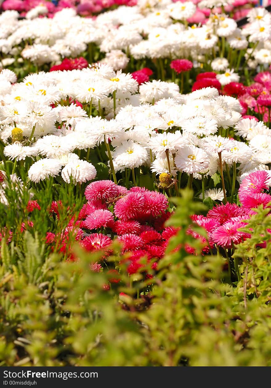 Spring flowers  in a flower shop