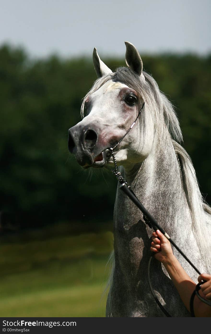 Beautiful young white Arabian horse