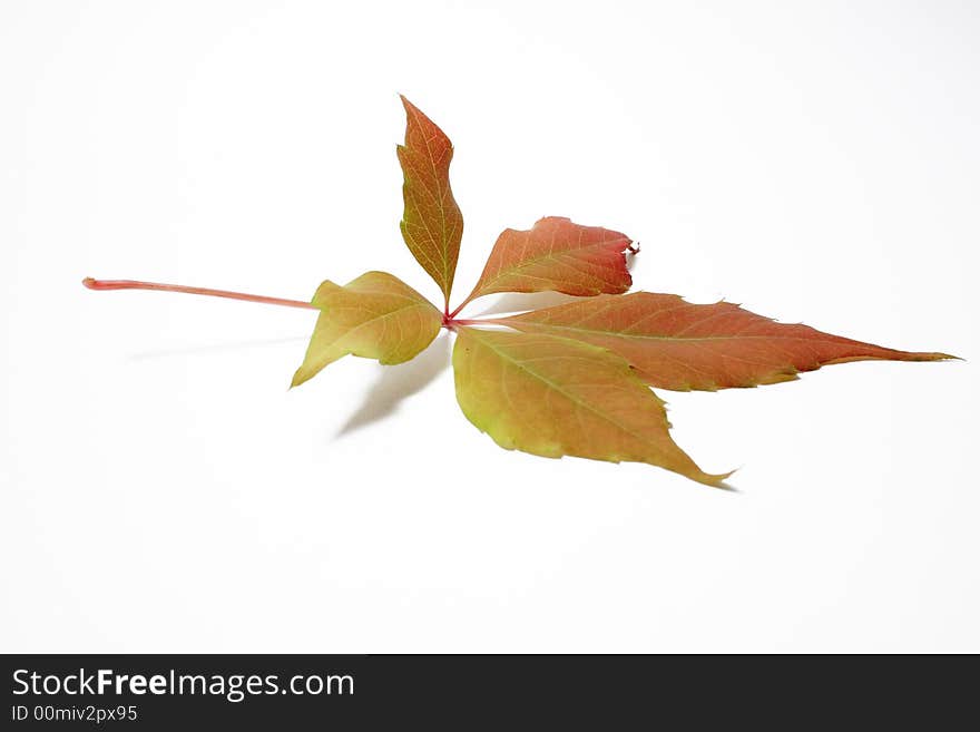 Autumnal leaf on the neutral background