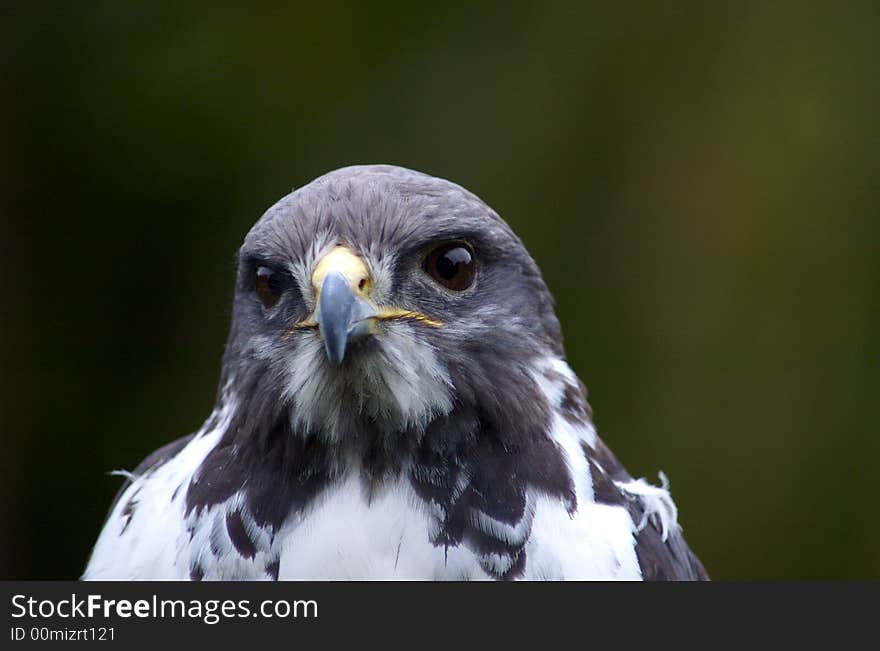 Peregrine Falcon