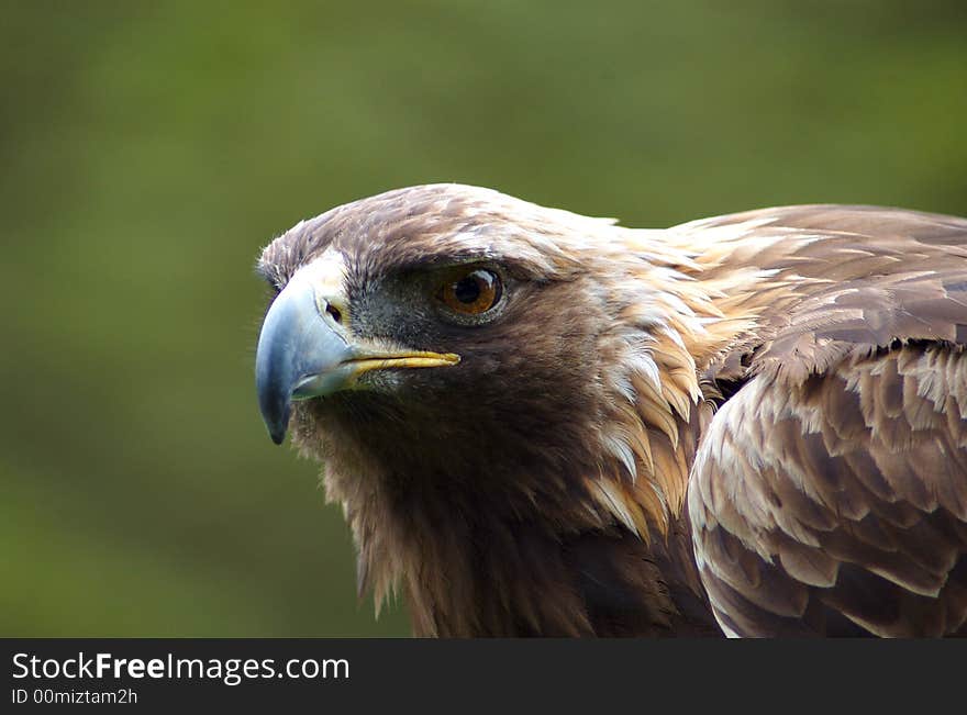 Harris Hawk