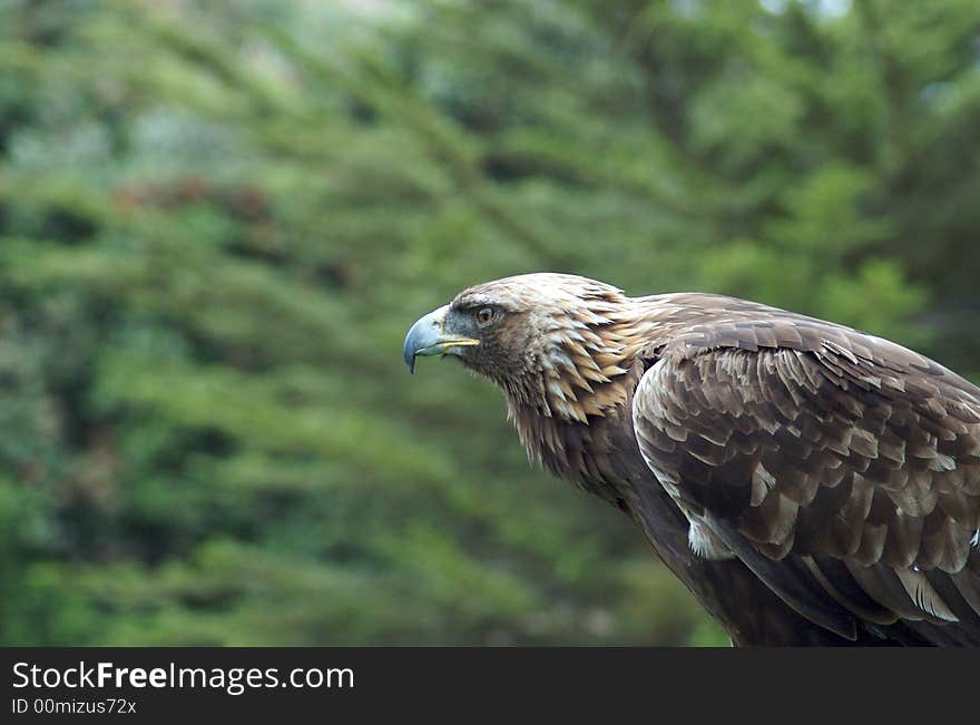 Harris Hawk Gazing Out