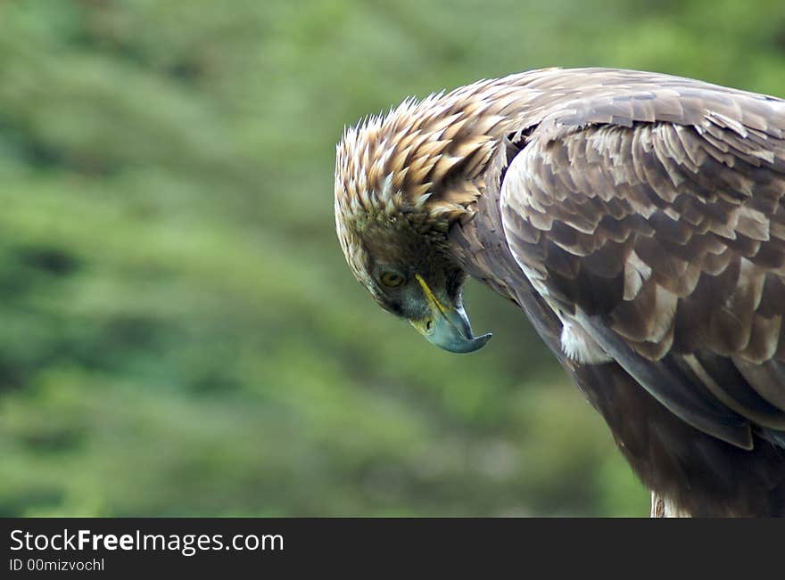 Harris Hawk Looking Down