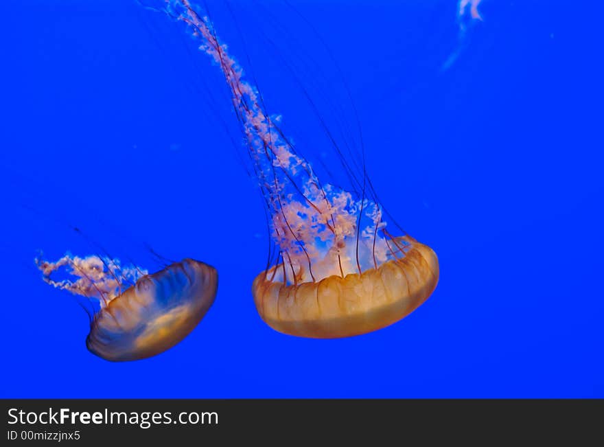 Jellyfish In Tank