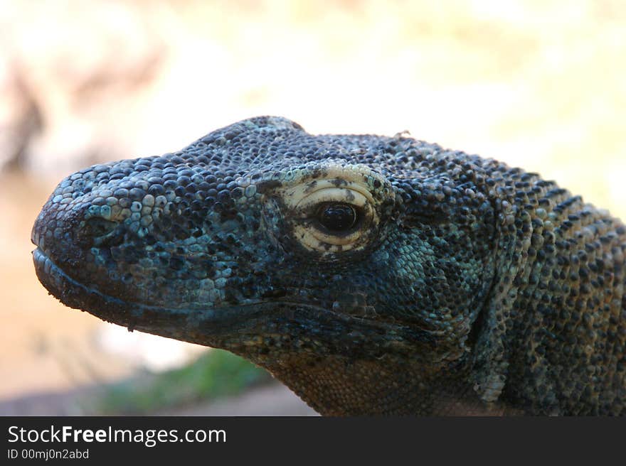 Closeup of a Komodo Dragon at the zoo.