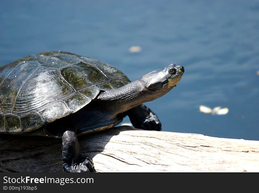 Turtle on a log