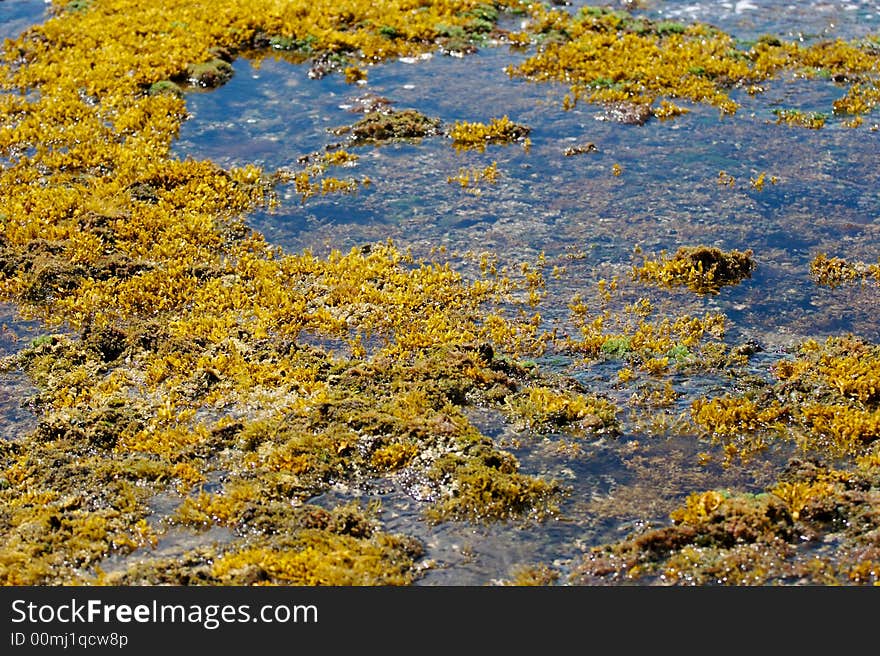 Tidepool Seaweed