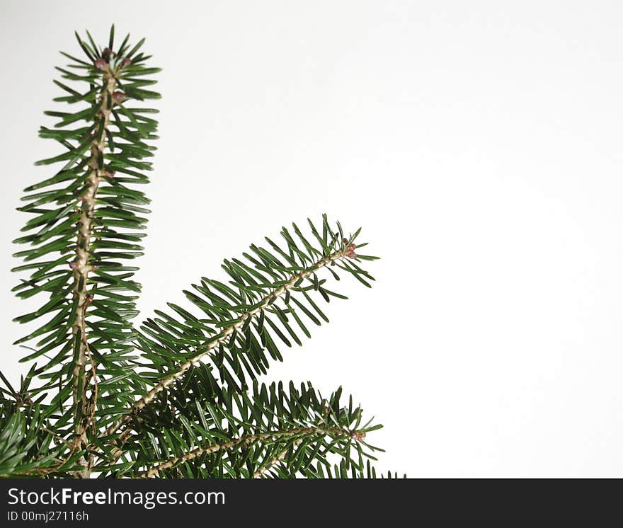 Christmas tree on the white background. Christmas tree on the white background