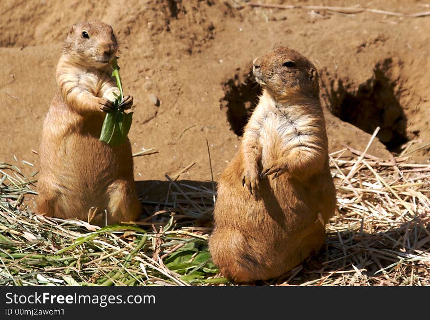 Prairie Dogs Eating Grass