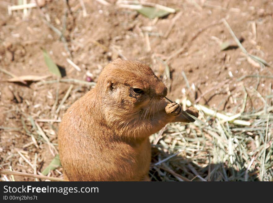 Prairie Dog Eating Grass