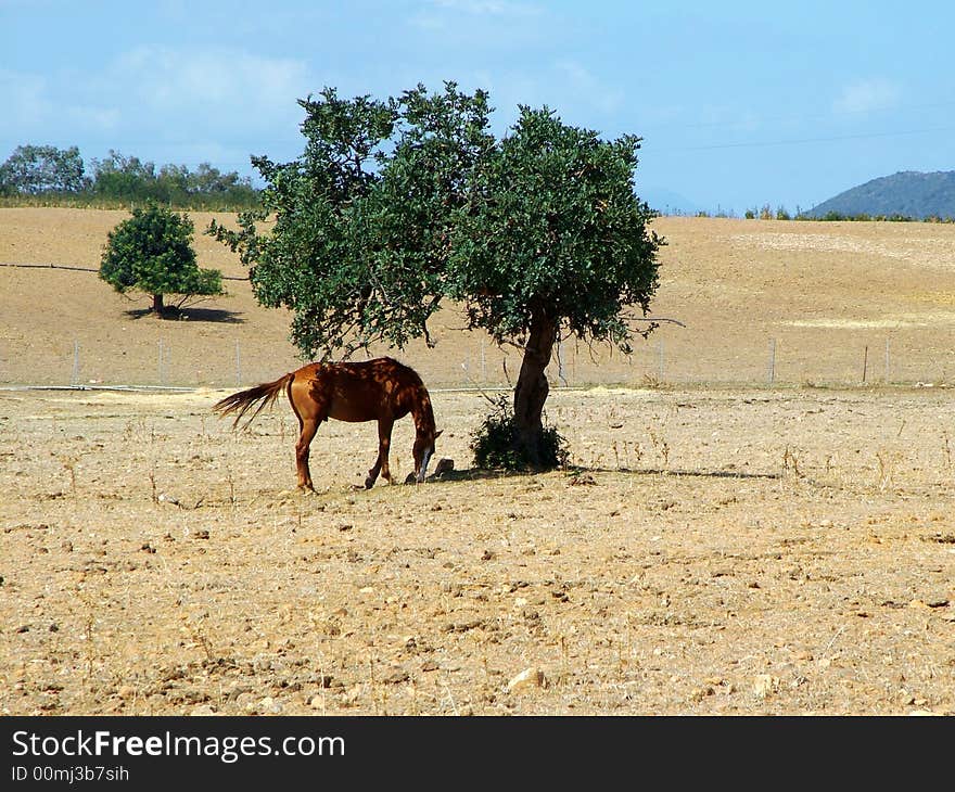 Horse under an olive's tree (Sardinia - Italy). Horse under an olive's tree (Sardinia - Italy)