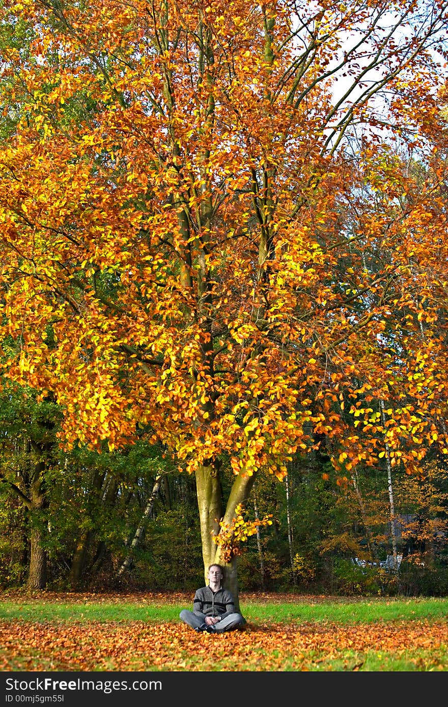 Autumn tree colors