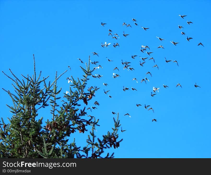 Flying pigeons