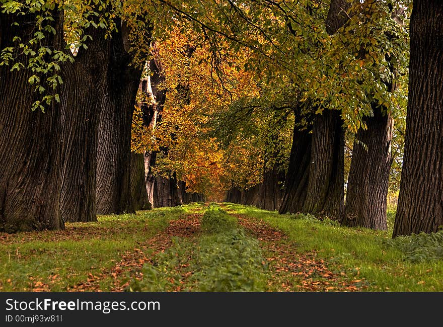 A row of old chestnut trees. A row of old chestnut trees