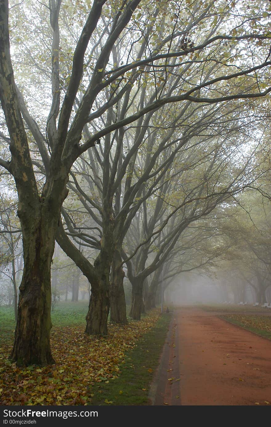 The trees shrouded in a fog. The trees shrouded in a fog