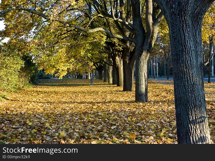 Autumnal forest-alley.with golden foliage