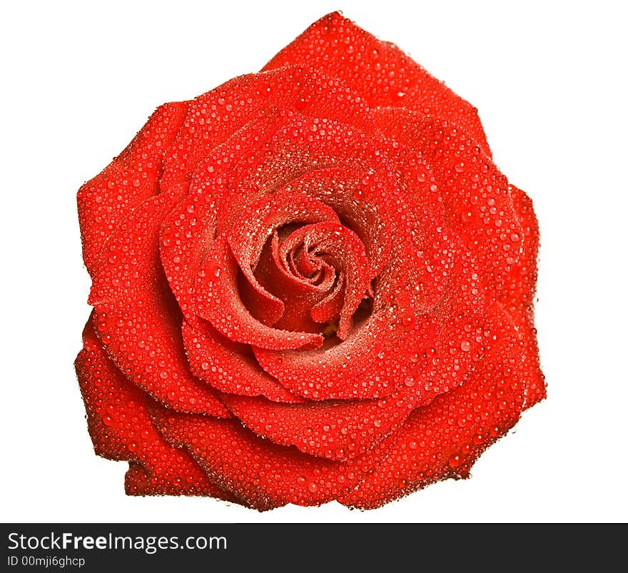 Close up of red rose petails covered dew