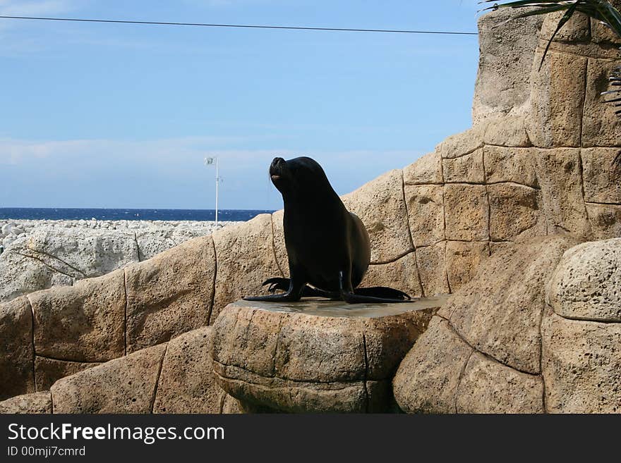 Fur seal on a stone