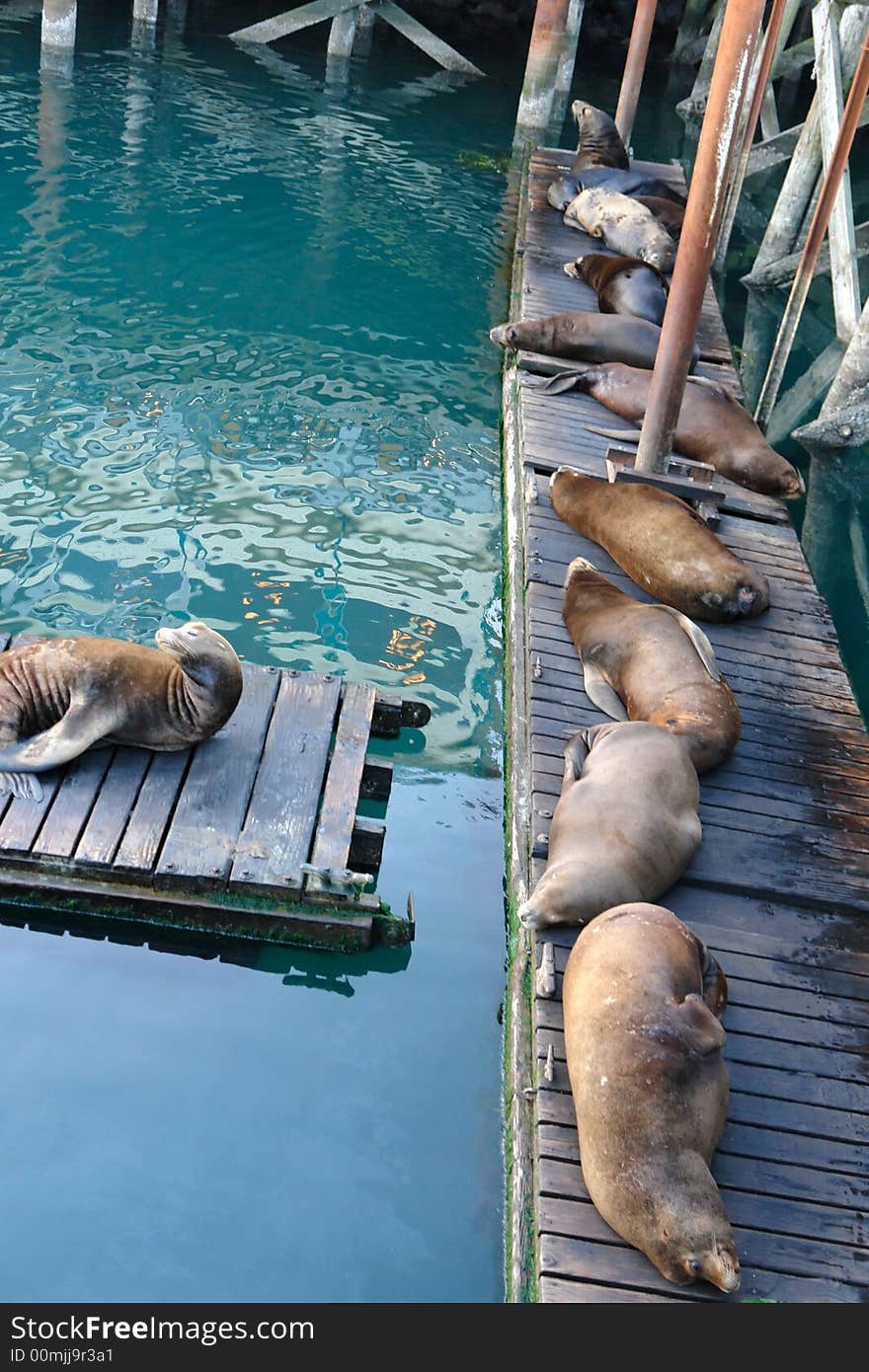 Napping Seals