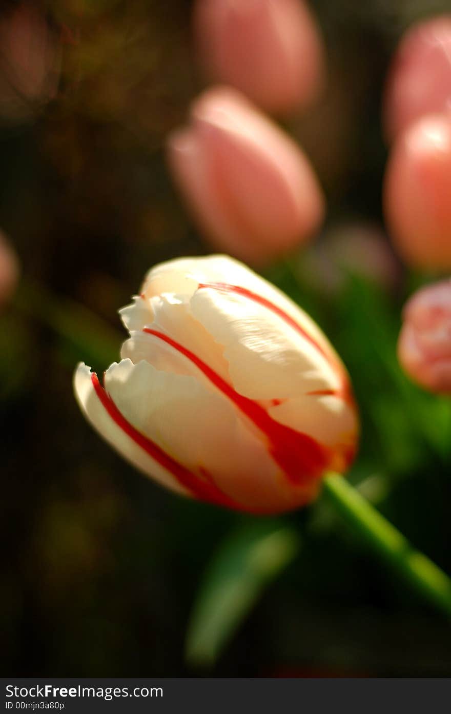 Close-up of a white tulip, other pink tulips at the back, shallow DOF.