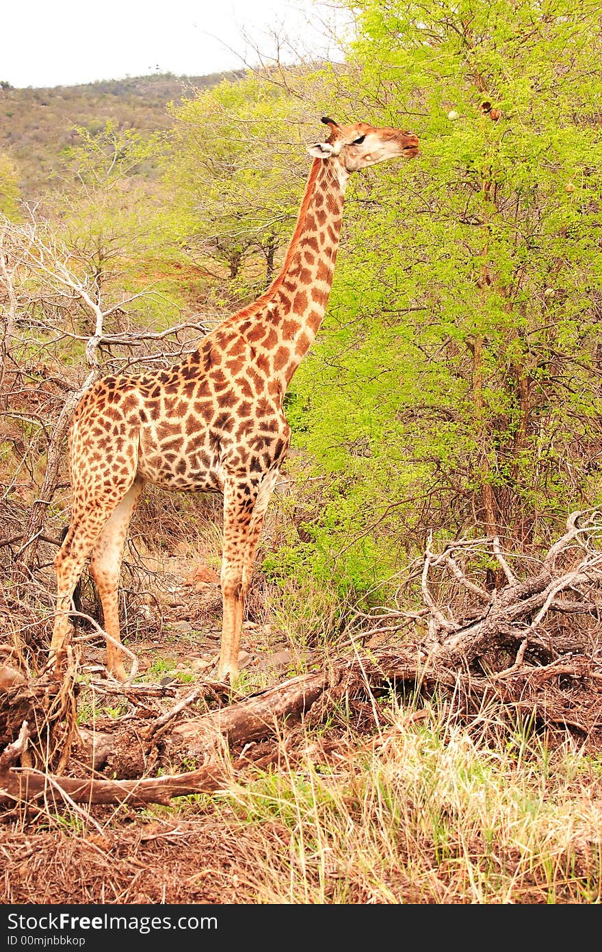 Giraffe Feeding on an Acacia Tree