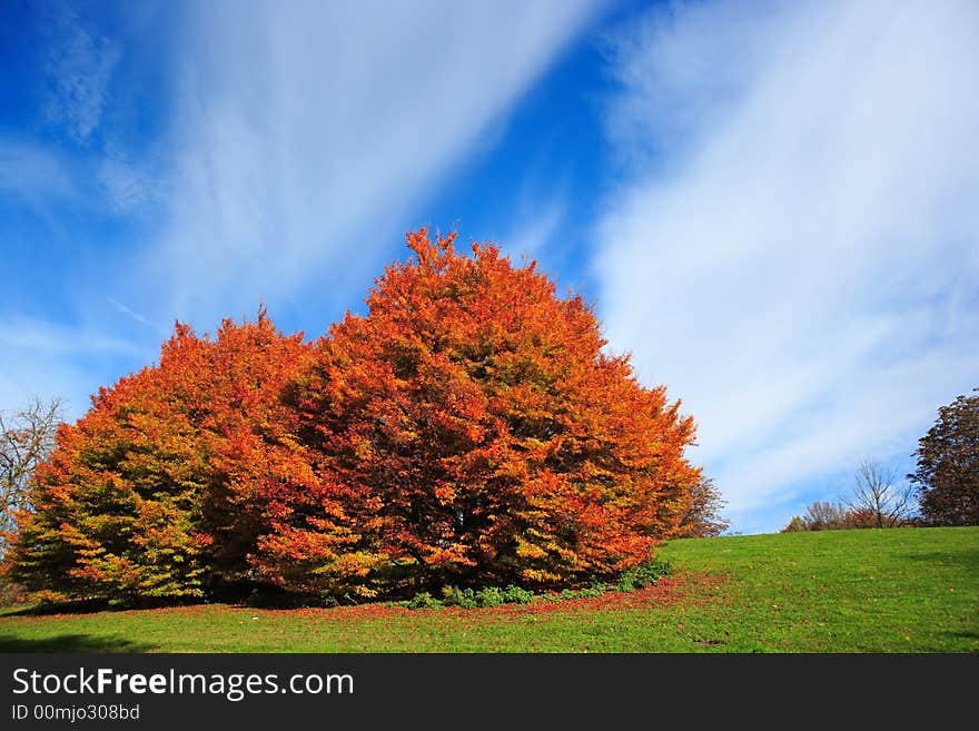 Autumn tree on meadow against cloudscape