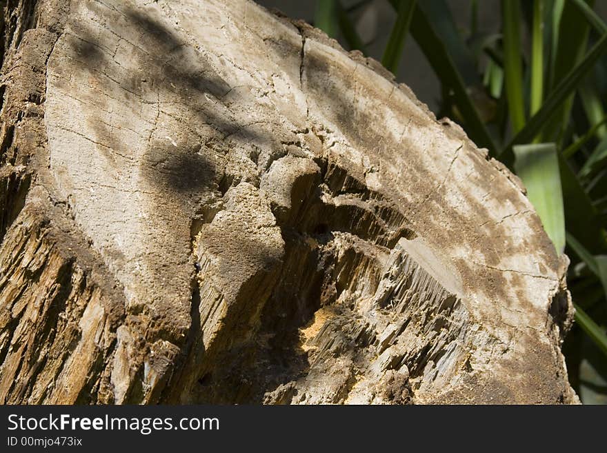 Trunk for a big old tree which has been cut down... Shallow depth of field with focus on the left part of the trunk... Works for environment protection themes. Trunk for a big old tree which has been cut down... Shallow depth of field with focus on the left part of the trunk... Works for environment protection themes...