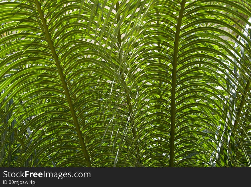 Abstract: Green Leaves