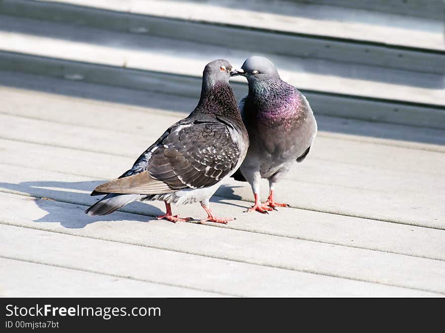 Two cute pigeons are kissing each other. The right pigeon's eyes are closed, the left one's eyes are a little bit opened. Two cute pigeons are kissing each other. The right pigeon's eyes are closed, the left one's eyes are a little bit opened