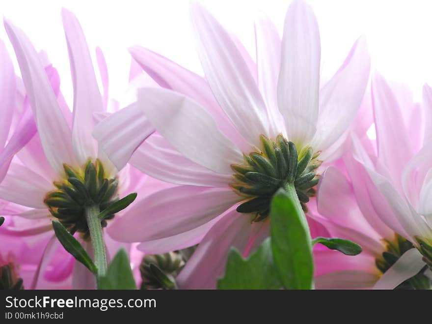 Close up of pink flowers against white background