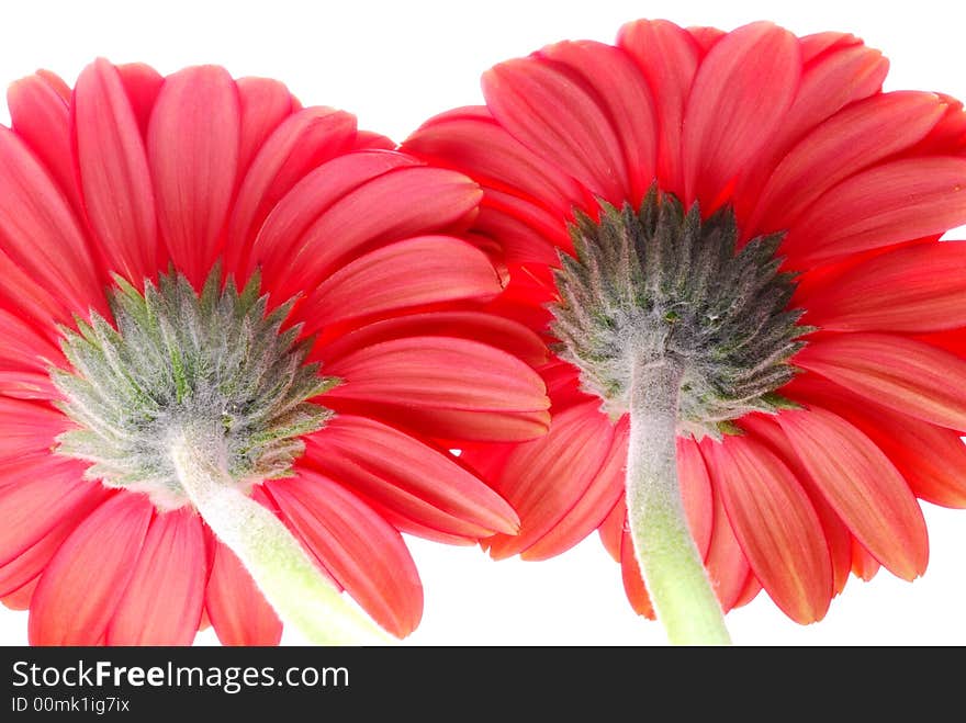 Close up of red gerber flowers