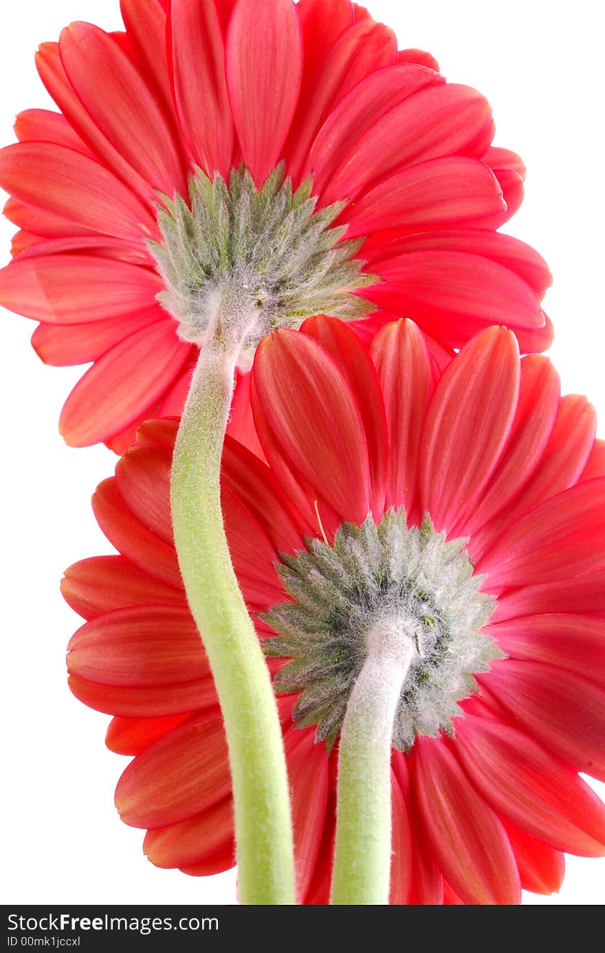 Red gerber flower from behind. Red gerber flower from behind