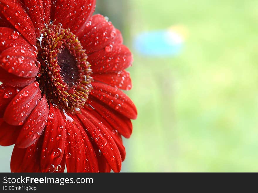 Water drops on red gerber flower