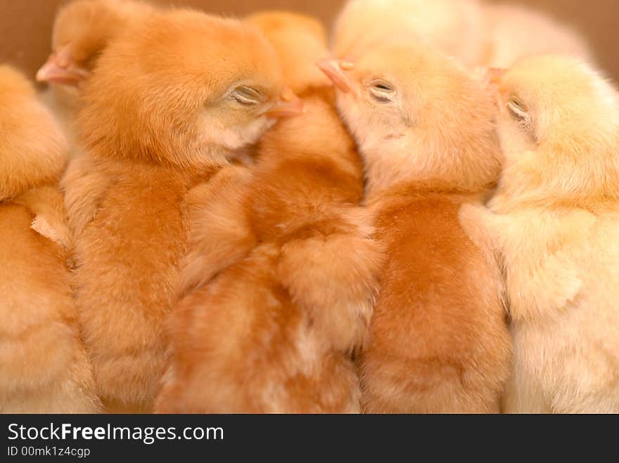 Newly born chicken under mother lamp