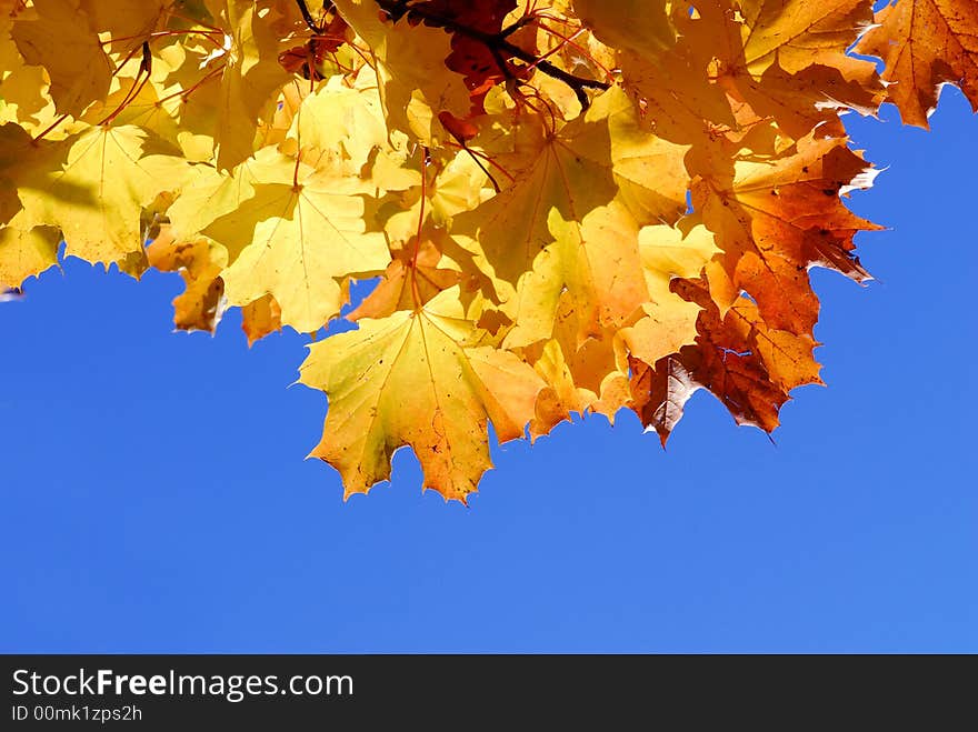 Yellow leaves against blue sky. Yellow leaves against blue sky