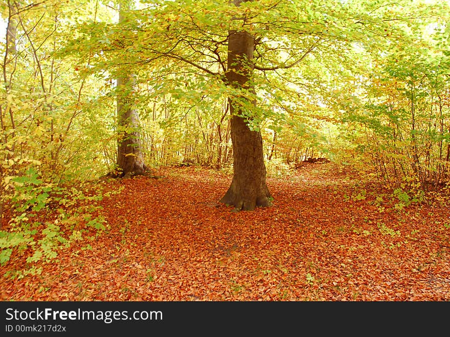 Image of autumn season at jungle