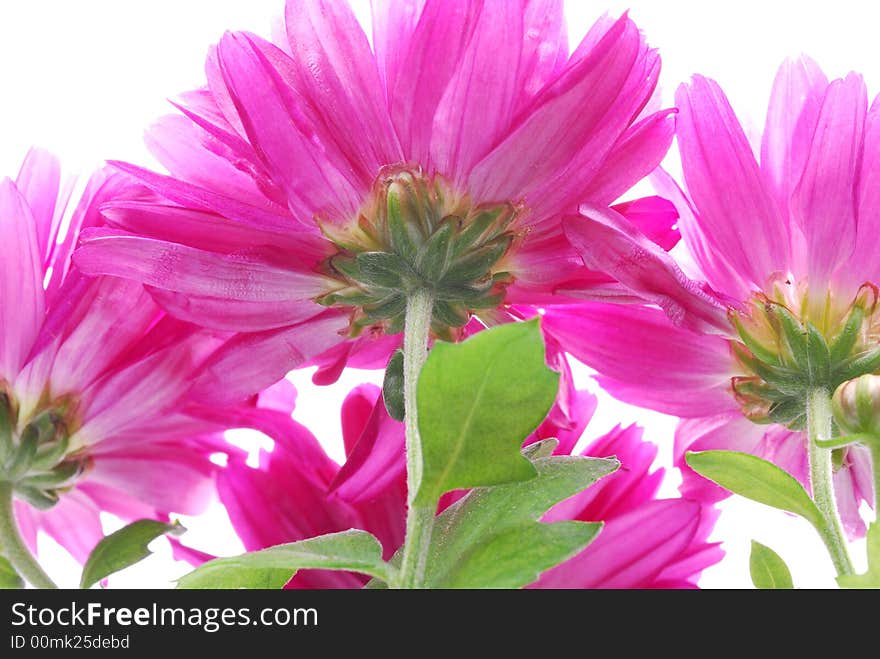 Image of purple flower against white background. Image of purple flower against white background