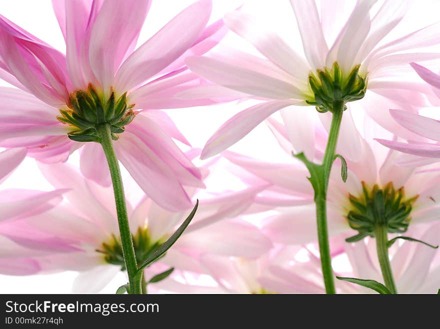 Image of pink flowers from behind