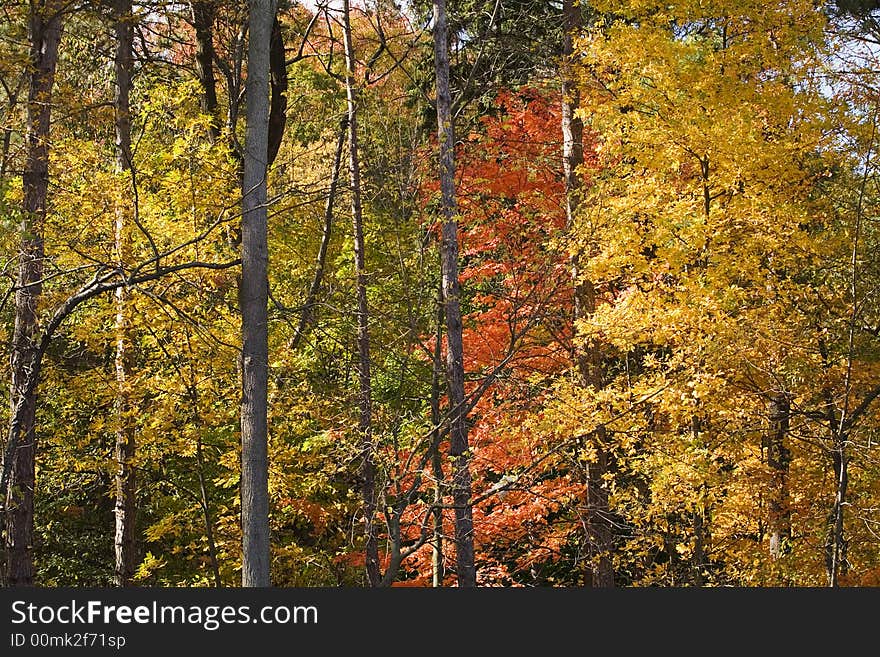 A forest of tall trees - leaves in autumn colors on a sunny fall day. A forest of tall trees - leaves in autumn colors on a sunny fall day.