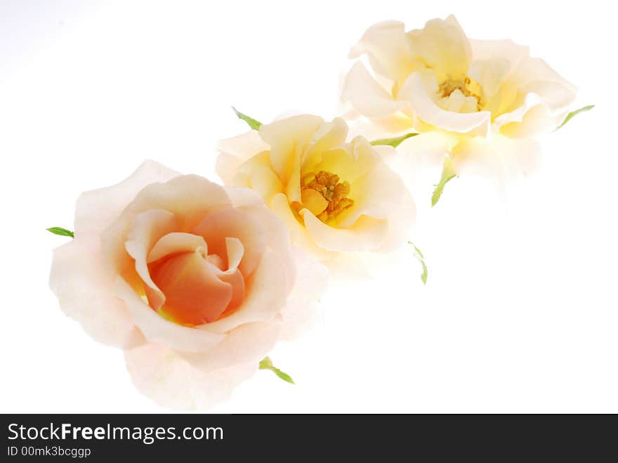 Pink roses on white background