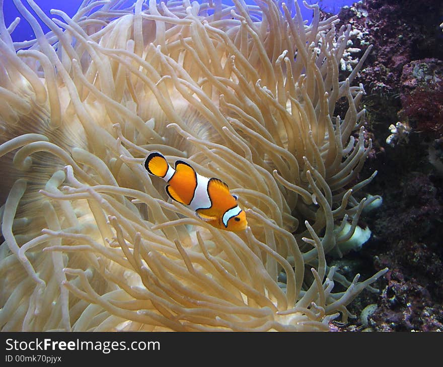 Clown anemone fish swimming in aquarium with seaweed in the background