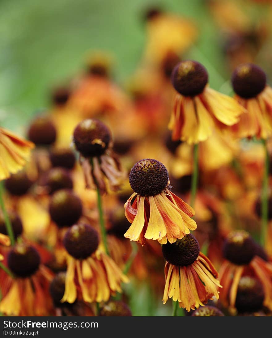 Orange spring flowers, russian nature