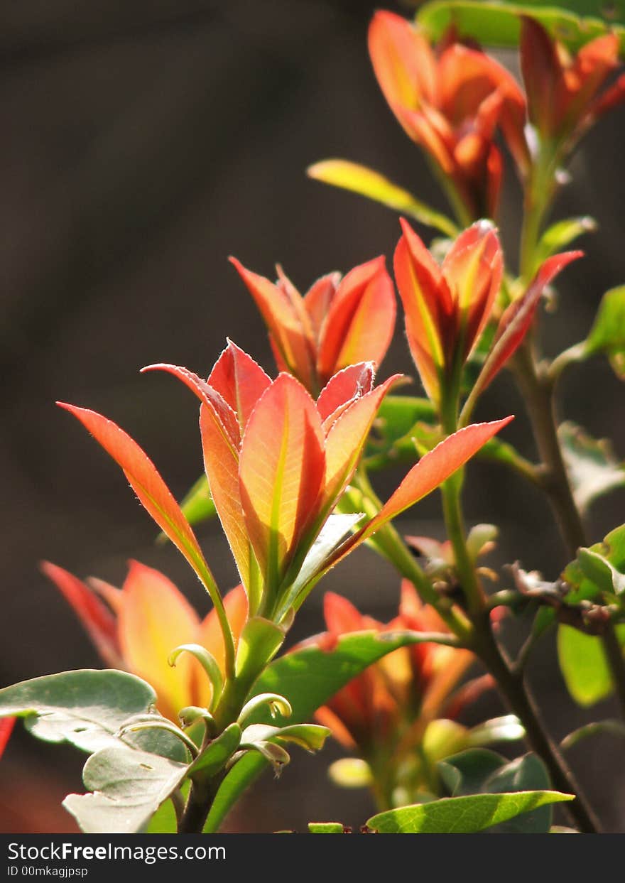 Red blossom under afteroon strong light